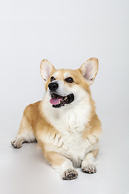 포토 JPG 스튜디오촬영 동물 한마리 반려견 실내 사람없음 앞모습 반려동물 귀여움 개 강아지 흰배경 반려 웰시코기 국내포토 1 뷰포인트 백그라운드 컨셉 포유류 내부 흰색 파일형식