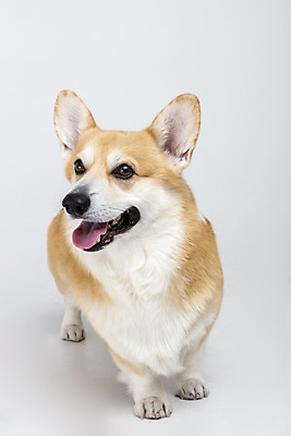 포토 JPG 스튜디오촬영 동물 한마리 반려견 실내 사람없음 앞모습 반려동물 귀여움 개 강아지 흰배경 반려 웰시코기 국내포토 1 뷰포인트 백그라운드 컨셉 포유류 내부 흰색 파일형식