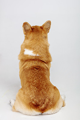 포토 JPG 스튜디오촬영 동물 한마리 반려견 실내 사람없음 뒷모습 반려동물 귀여움 개 강아지 흰배경 반려 웰시코기 국내포토 1 뷰포인트 백그라운드 컨셉 포유류 내부 흰색 파일형식