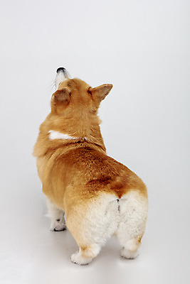 포토 JPG 스튜디오촬영 동물 한마리 반려견 실내 사람없음 뒷모습 반려동물 귀여움 개 강아지 흰배경 반려 웰시코기 국내포토 1 뷰포인트 백그라운드 컨셉 포유류 내부 흰색 파일형식