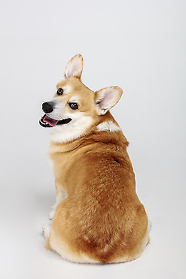 포토 JPG 스튜디오촬영 동물 한마리 반려견 실내 사람없음 뒷모습 반려동물 귀여움 개 강아지 흰배경 반려 웰시코기 국내포토 1 뷰포인트 백그라운드 컨셉 포유류 내부 흰색 파일형식