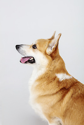 포토 JPG 스튜디오촬영 동물 한마리 응시 반려견 실내 사람없음 옆모습 반려동물 귀여움 개 강아지 흰배경 반려 웰시코기 국내포토 1 시선 뷰포인트 백그라운드 컨셉 포유류 내부 흰색 파일형식