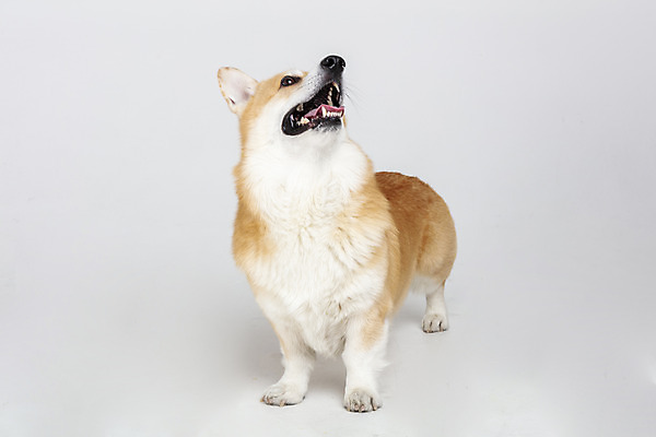 포토 JPG 스튜디오촬영 동물 한마리 반려견 실내 사람없음 앞모습 반려동물 귀여움 개 강아지 흰배경 반려 웰시코기 국내포토 1 뷰포인트 백그라운드 컨셉 포유류 내부 흰색 파일형식