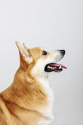 포토 JPG 스튜디오촬영 동물 한마리 응시 반려견 실내 사람없음 옆모습 반려동물 귀여움 개 강아지 흰배경 반려 웰시코기 국내포토 1 시선 뷰포인트 백그라운드 컨셉 포유류 내부 흰색 파일형식