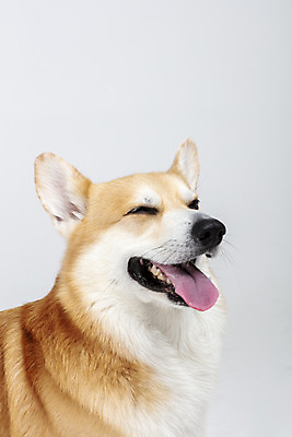 포토 JPG 스튜디오촬영 동물 한마리 응시 반려견 실내 미소 사람없음 옆모습 반려동물 귀여움 개 강아지 흰배경 반려 웰시코기 국내포토 1 시선 뷰포인트 백그라운드 컨셉 포유류 표정 내부 흰색 파일형식