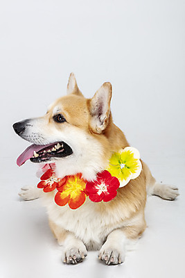 포토 JPG 스튜디오촬영 동물 한마리 응시 반려견 실내 사람없음 옆모습 반려동물 귀여움 개 강아지 오브젝트 흰배경 꽃목걸이 반려 웰시코기 하와이안 국내포토 1 시선 패션 꽃 뷰포인트 백그라운드 컨셉 목걸이 포유류 내부 흰색 파일형식