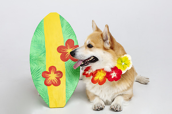 포토 JPG 스튜디오촬영 동물 한마리 반려견 실내 사람없음 앞모습 반려동물 귀여움 개 강아지 오브젝트 흰배경 꽃목걸이 반려 웰시코기 하와이안 국내포토 1 패션 꽃 뷰포인트 백그라운드 컨셉 목걸이 포유류 내부 흰색 파일형식