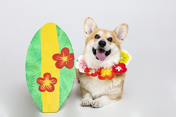 포토 JPG 스튜디오촬영 동물 한마리 반려견 실내 사람없음 앞모습 반려동물 귀여움 개 강아지 오브젝트 흰배경 꽃목걸이 반려 웰시코기 하와이안 국내포토 1 패션 꽃 뷰포인트 백그라운드 컨셉 목걸이 포유류 내부 흰색 파일형식