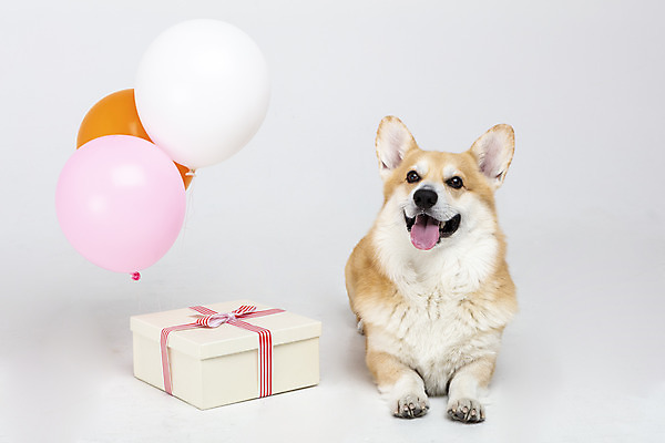 포토 JPG 스튜디오촬영 동물 한마리 반려견 실내 사람없음 앞모습 선물상자 반려동물 귀여움 개 강아지 흰배경 풍선 반려 웰시코기 국내포토 1 뷰포인트 백그라운드 컨셉 포유류 선물 내부 상자 흰색 파일형식