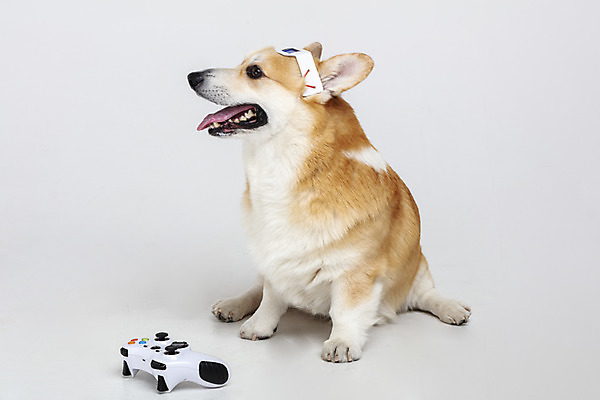 포토 JPG 스튜디오촬영 동물 한마리 응시 반려견 실내 사람없음 옆모습 반려동물 귀여움 개 강아지 게임기 흰배경 3D안경 반려 웰시코기 국내포토 1 시선 안경 뷰포인트 백그라운드 컨셉 포유류 내부 흰색 파일형식