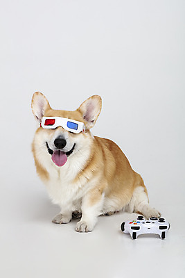 포토 JPG 스튜디오촬영 동물 한마리 반려견 실내 사람없음 앞모습 반려동물 귀여움 개 강아지 게임기 흰배경 3D안경 반려 웰시코기 국내포토 1 안경 뷰포인트 백그라운드 컨셉 포유류 내부 흰색 파일형식