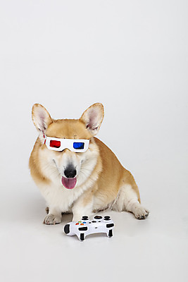 포토 JPG 스튜디오촬영 동물 한마리 반려견 실내 사람없음 앞모습 반려동물 귀여움 개 강아지 게임기 흰배경 3D안경 반려 웰시코기 국내포토 1 안경 뷰포인트 백그라운드 컨셉 포유류 내부 흰색 파일형식