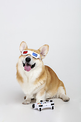 포토 JPG 스튜디오촬영 동물 한마리 반려견 실내 사람없음 앞모습 반려동물 귀여움 개 강아지 게임기 흰배경 3D안경 반려 웰시코기 국내포토 1 안경 뷰포인트 백그라운드 컨셉 포유류 내부 흰색 파일형식