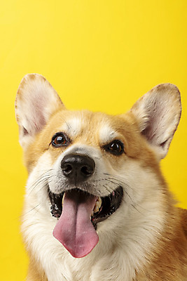 포토 JPG 스튜디오촬영 동물 한마리 반려견 실내 근접촬영 사람없음 앞모습 반려동물 귀여움 개 강아지 노란배경 반려 웰시코기 국내포토 1 뷰포인트 백그라운드 컨셉 포유류 내부 노란색 파일형식