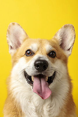 포토 JPG 스튜디오촬영 동물 한마리 반려견 실내 근접촬영 사람없음 앞모습 반려동물 귀여움 개 강아지 노란배경 반려 웰시코기 국내포토 1 뷰포인트 백그라운드 컨셉 포유류 내부 노란색 파일형식