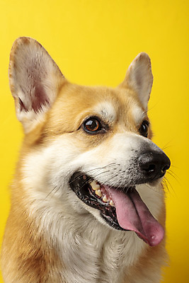 포토 JPG 스튜디오촬영 동물 한마리 반려견 실내 근접촬영 사람없음 앞모습 반려동물 귀여움 개 강아지 노란배경 반려 웰시코기 국내포토 1 뷰포인트 백그라운드 컨셉 포유류 내부 노란색 파일형식
