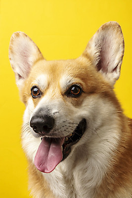 포토 JPG 스튜디오촬영 동물 한마리 반려견 실내 근접촬영 사람없음 앞모습 반려동물 귀여움 개 강아지 노란배경 반려 웰시코기 국내포토 1 뷰포인트 백그라운드 컨셉 포유류 내부 노란색 파일형식