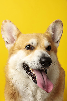 포토 JPG 스튜디오촬영 동물 한마리 반려견 실내 근접촬영 사람없음 앞모습 반려동물 귀여움 개 강아지 노란배경 반려 웰시코기 국내포토 1 뷰포인트 백그라운드 컨셉 포유류 내부 노란색 파일형식