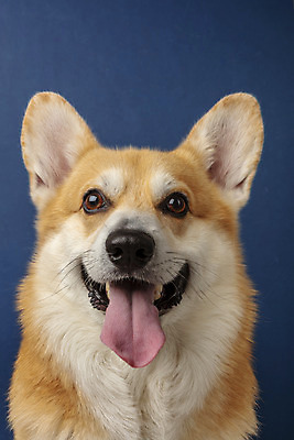 포토 JPG 스튜디오촬영 동물 한마리 반려견 실내 근접촬영 사람없음 앞모습 반려동물 귀여움 개 강아지 파란배경 반려 웰시코기 국내포토 1 뷰포인트 백그라운드 컨셉 포유류 내부 파란색 파일형식