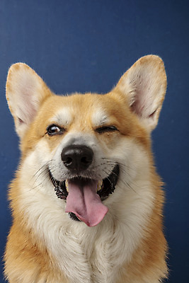 포토 JPG 스튜디오촬영 동물 한마리 반려견 실내 근접촬영 사람없음 앞모습 반려동물 귀여움 개 강아지 파란배경 반려 웰시코기 국내포토 1 뷰포인트 백그라운드 컨셉 포유류 내부 파란색 파일형식