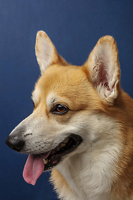 포토 JPG 스튜디오촬영 동물 한마리 반려견 실내 근접촬영 사람없음 옆모습 반려동물 귀여움 개 강아지 파란배경 반려 웰시코기 국내포토 1 뷰포인트 백그라운드 컨셉 포유류 내부 파란색 파일형식