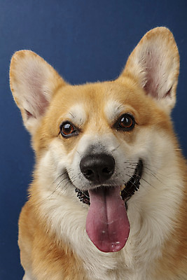 포토 JPG 스튜디오촬영 동물 한마리 반려견 실내 근접촬영 사람없음 앞모습 반려동물 귀여움 개 강아지 파란배경 반려 웰시코기 국내포토 1 뷰포인트 백그라운드 컨셉 포유류 내부 파란색 파일형식