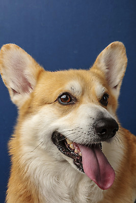 포토 JPG 스튜디오촬영 동물 한마리 반려견 실내 근접촬영 사람없음 앞모습 반려동물 귀여움 개 강아지 파란배경 반려 웰시코기 국내포토 1 뷰포인트 백그라운드 컨셉 포유류 내부 파란색 파일형식