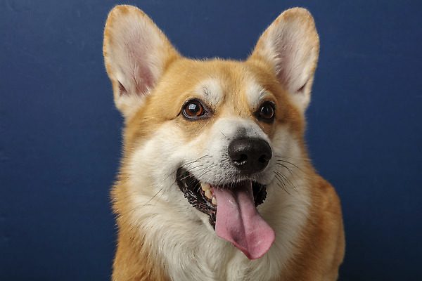 포토 JPG 스튜디오촬영 동물 한마리 반려견 실내 근접촬영 사람없음 앞모습 반려동물 귀여움 개 강아지 파란배경 반려 웰시코기 국내포토 1 뷰포인트 백그라운드 컨셉 포유류 내부 파란색 파일형식