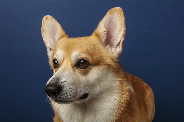 포토 JPG 스튜디오촬영 동물 한마리 반려견 실내 근접촬영 사람없음 앞모습 반려동물 귀여움 개 강아지 파란배경 반려 웰시코기 국내포토 1 뷰포인트 백그라운드 컨셉 포유류 내부 파란색 파일형식