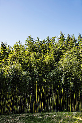 포토 JPG 주간 여행 자연 한국 풍경 사람없음 야외 관광지 산책로 전라남도 대나무 대나무숲 국내여행 담양 죽녹원 국내포토 자연요소 나무 아시아 길 숲 전라도 생태계 파일형식