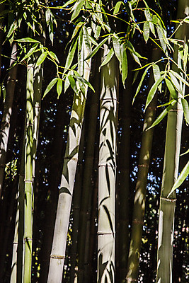 포토 JPG 주간 여행 자연 한국 풍경 사람없음 야외 관광지 산책로 전라남도 대나무 대나무숲 국내여행 담양 죽녹원 국내포토 자연요소 나무 아시아 길 숲 전라도 생태계 파일형식