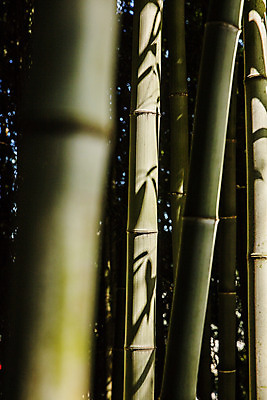 포토 JPG 주간 여행 자연 한국 풍경 근접촬영 사람없음 야외 관광지 산책로 전라남도 대나무 대나무숲 국내여행 담양 죽녹원 국내포토 자연요소 나무 아시아 길 뷰포인트 숲 전라도 생태계 파일형식