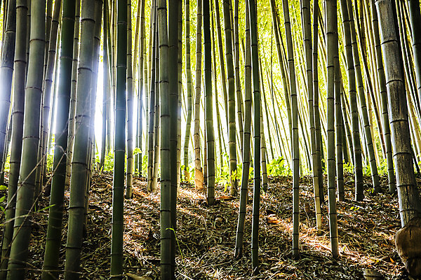 포토 JPG 주간 여행 자연 한국 풍경 사람없음 야외 관광지 산책로 전라남도 대나무 대나무숲 국내여행 담양 죽녹원 국내포토 자연요소 나무 아시아 길 숲 전라도 생태계 파일형식