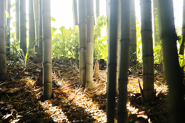 포토 JPG 주간 여행 자연 한국 풍경 사람없음 야외 관광지 산책로 전라남도 대나무 대나무숲 죽순 국내여행 담양 죽녹원 국내포토 자연요소 나무 아시아 길 숲 전라도 생태계 파일형식