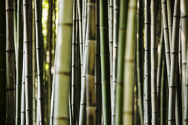 포토 JPG 주간 여행 자연 한국 풍경 사람없음 야외 관광지 산책로 전라남도 대나무 대나무숲 국내여행 담양 죽녹원 국내포토 자연요소 나무 아시아 길 숲 전라도 생태계 파일형식