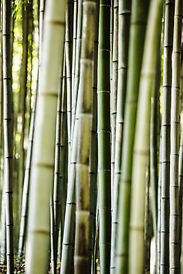 포토 JPG 주간 여행 자연 한국 풍경 근접촬영 사람없음 야외 관광지 산책로 전라남도 대나무 대나무숲 국내여행 담양 죽녹원 국내포토 자연요소 나무 아시아 길 뷰포인트 숲 전라도 생태계 파일형식