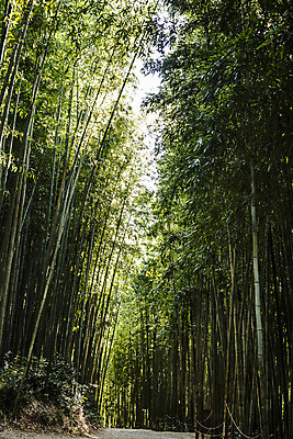 포토 JPG 주간 여행 자연 한국 풍경 사람없음 야외 관광지 산책로 전라남도 대나무 대나무숲 국내여행 담양 죽녹원 국내포토 자연요소 나무 아시아 길 숲 전라도 생태계 파일형식