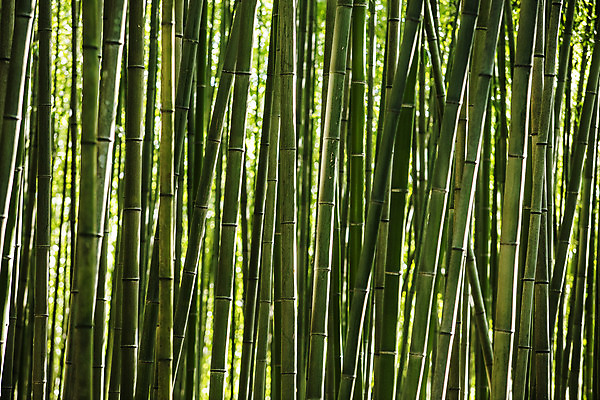 포토 JPG 주간 여행 자연 한국 풍경 사람없음 야외 관광지 산책로 전라남도 대나무 대나무숲 국내여행 담양 죽녹원 국내포토 자연요소 나무 아시아 길 숲 전라도 생태계 파일형식