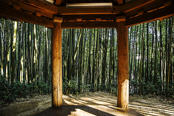 포토 JPG 주간 여행 자연 한국 풍경 사람없음 야외 관광지 산책로 전라남도 대나무 대나무숲 국내여행 담양 죽녹원 국내포토 자연요소 나무 아시아 길 숲 전라도 생태계 파일형식