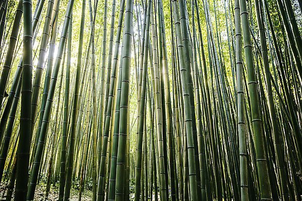 포토 JPG 주간 여행 자연 한국 풍경 사람없음 야외 관광지 산책로 전라남도 대나무 대나무숲 국내여행 담양 죽녹원 국내포토 자연요소 나무 아시아 길 숲 전라도 생태계 파일형식