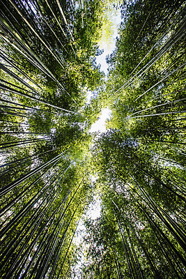 포토 JPG 주간 로우앵글 여행 자연 한국 풍경 사람없음 야외 관광지 산책로 전라남도 대나무 대나무숲 국내여행 담양 죽녹원 국내포토 자연요소 나무 아시아 길 뷰포인트 숲 전라도 생태계 파일형식