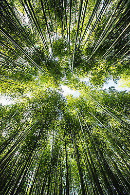 포토 JPG 주간 로우앵글 여행 자연 한국 풍경 사람없음 야외 관광지 산책로 전라남도 대나무 대나무숲 국내여행 담양 죽녹원 국내포토 자연요소 나무 아시아 길 뷰포인트 숲 전라도 생태계 파일형식