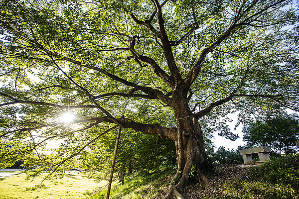 포토 JPG 주간 나무 로우앵글 여행 자연 한국 풍경 사람없음 야외 관광지 산책로 전라남도 고목 국내여행 담양 영산강 관방제림 국내포토 자연요소 식물 아시아 길 뷰포인트 유적지 전라도 생태계 간 단양 파일형식