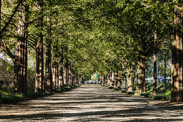 포토 JPG 주간 나무 여행 자연 한국 풍경 사람없음 야외 관광지 산책로 전라남도 숲길 국내여행 담양 메타세콰이어 메타세콰이어길 국내포토 자연요소 식물 아시아 길 전라도 생태계 파일형식