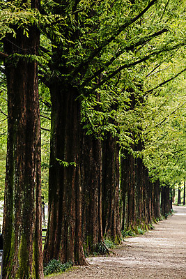 포토 JPG 주간 나무 여행 자연 한국 풍경 사람없음 야외 관광지 산책로 전라남도 숲길 국내여행 담양 메타세콰이어 메타세콰이어길 국내포토 자연요소 식물 아시아 길 전라도 생태계 파일형식