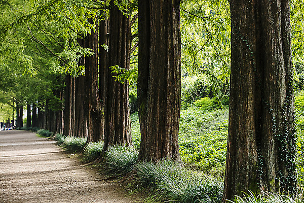 포토 JPG 주간 나무 여행 자연 한국 풍경 사람없음 야외 관광지 산책로 전라남도 숲길 국내여행 담양 메타세콰이어 메타세콰이어길 국내포토 자연요소 식물 아시아 길 전라도 생태계 파일형식