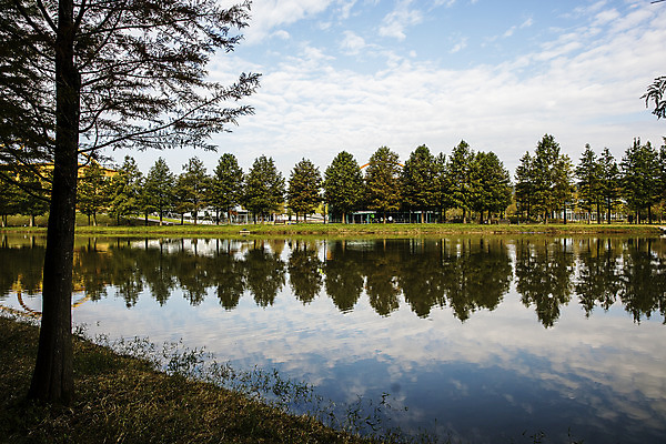 포토 JPG 주간 나무 여행 자연 한국 풍경 사람없음 야외 관광지 반사 산책로 전라남도 숲길 국내여행 담양 메타세콰이어 메타세콰이어길 국내포토 자연요소 식물 아시아 길 전라도 생태계 파일형식