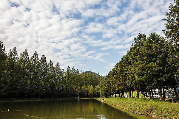 포토 JPG 주간 나무 구름 여행 자연 하늘 한국 풍경 사람없음 야외 관광지 산책로 전라남도 숲길 국내여행 담양 메타세콰이어 메타세콰이어길 국내포토 자연요소 식물 아시아 길 전라도 생태계 파일형식