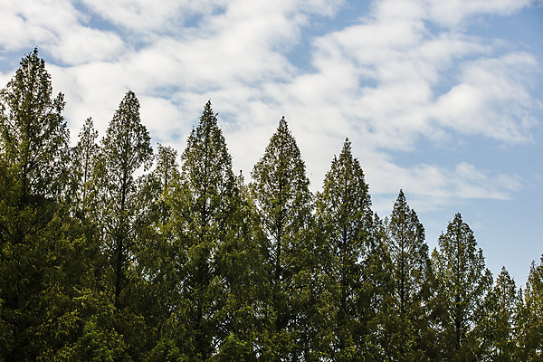 포토 JPG 주간 나무 구름 여행 자연 하늘 한국 풍경 사람없음 야외 관광지 산책로 전라남도 숲길 국내여행 담양 메타세콰이어 메타세콰이어길 국내포토 자연요소 식물 아시아 길 전라도 생태계 파일형식