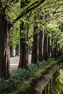 포토 JPG 주간 나무 여행 자연 한국 풍경 사람없음 야외 관광지 산책로 전라남도 숲길 국내여행 담양 메타세콰이어 메타세콰이어길 국내포토 자연요소 식물 아시아 길 전라도 생태계 파일형식